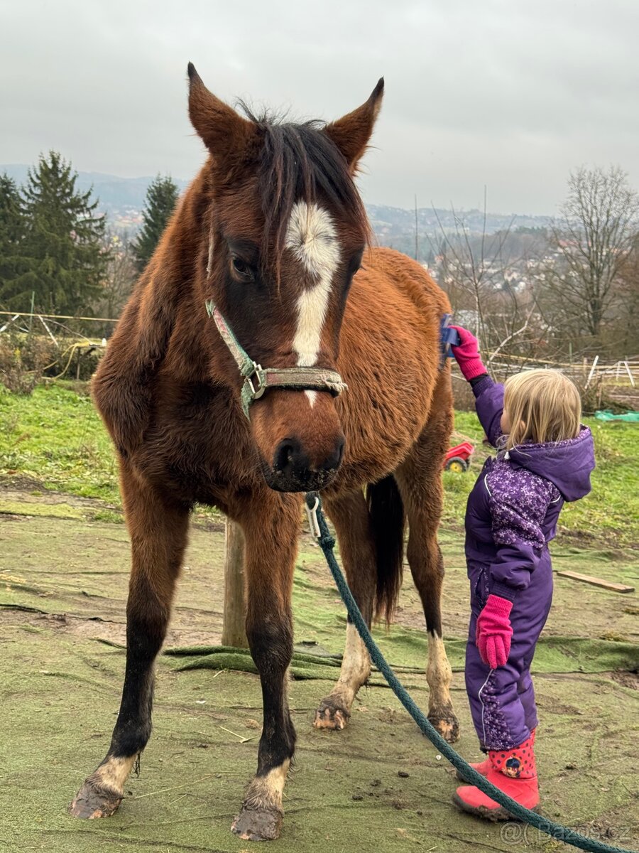 ČT klisnicka k prodeji - 3