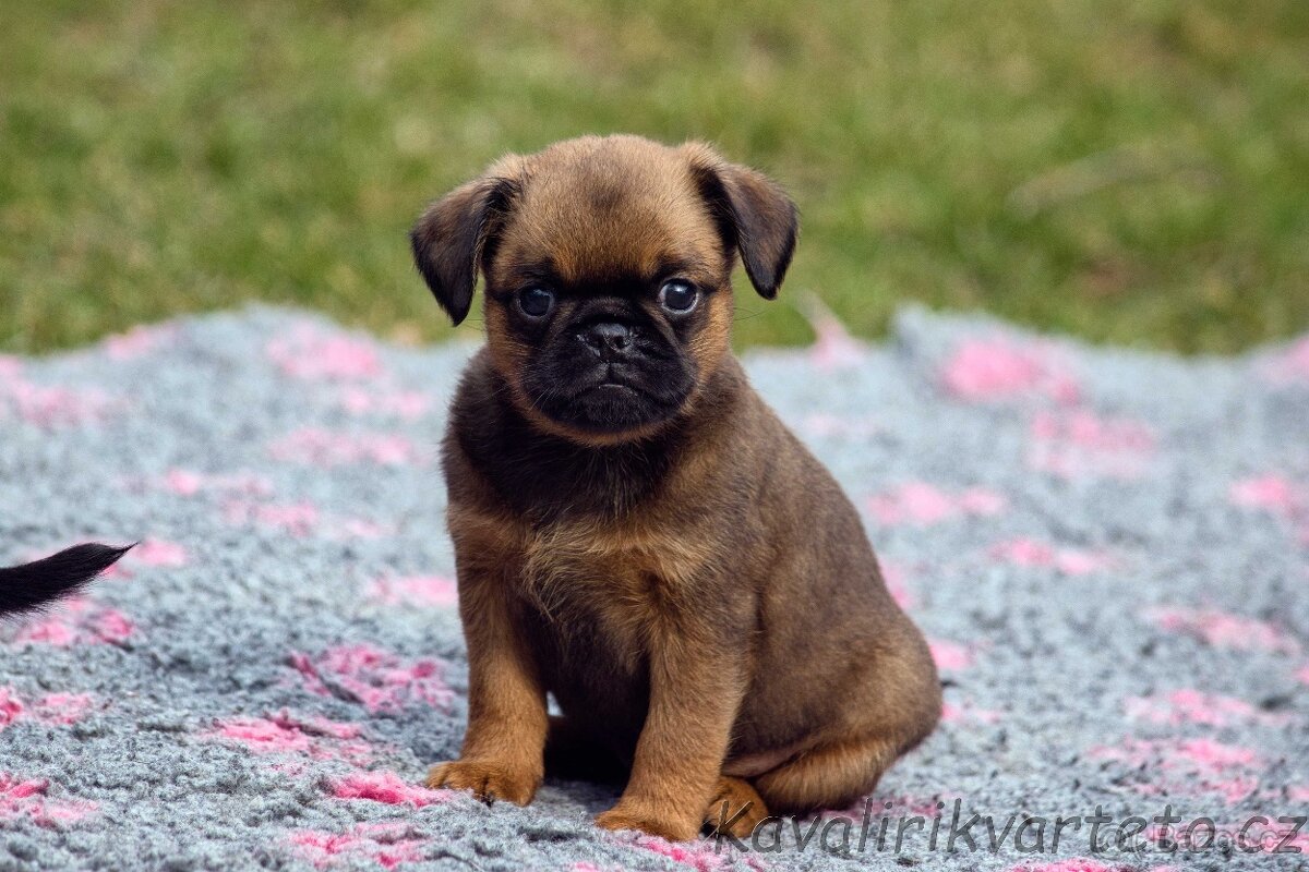 Brabantík s PP - pejsek - 3