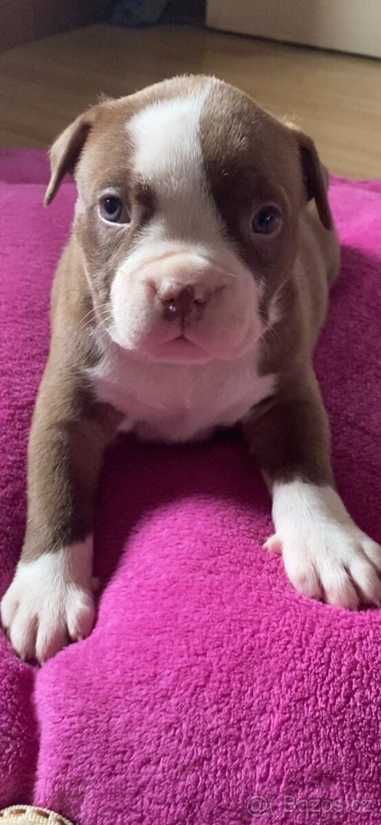 American Bully - 3