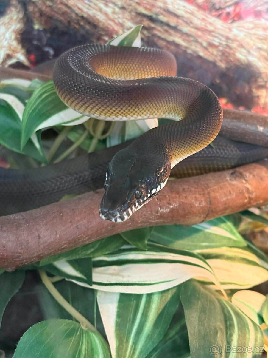 Prodám samce Leiopython albertisii - 3