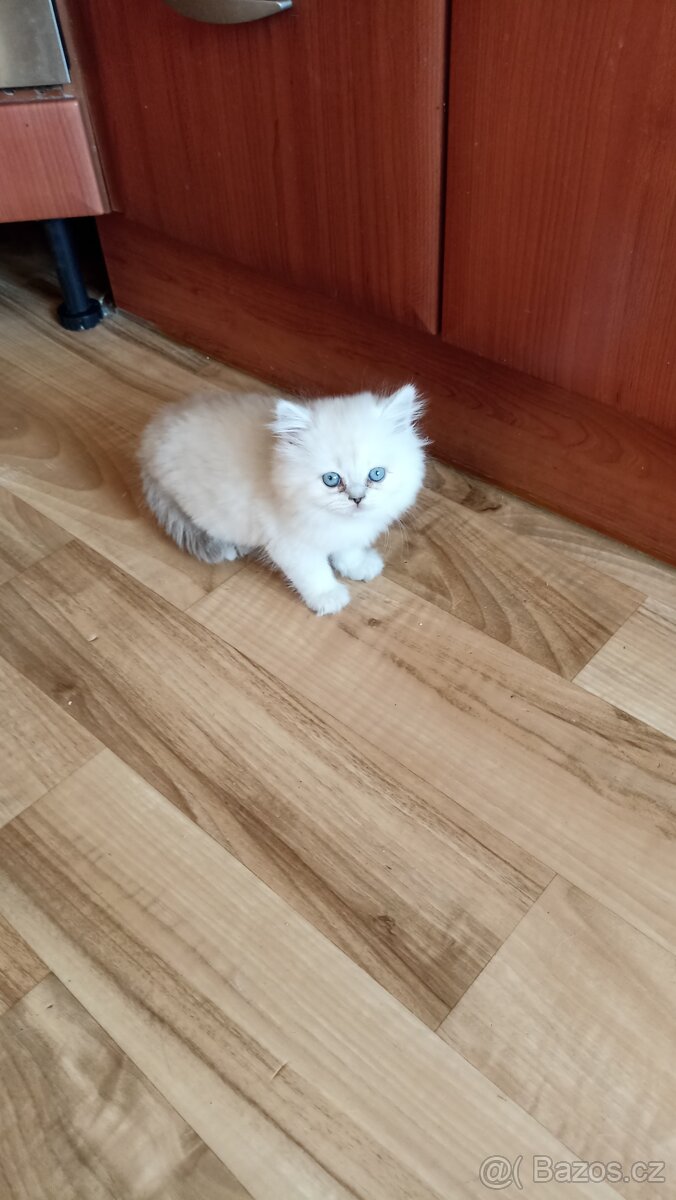 Britský kocourek s PP - 3