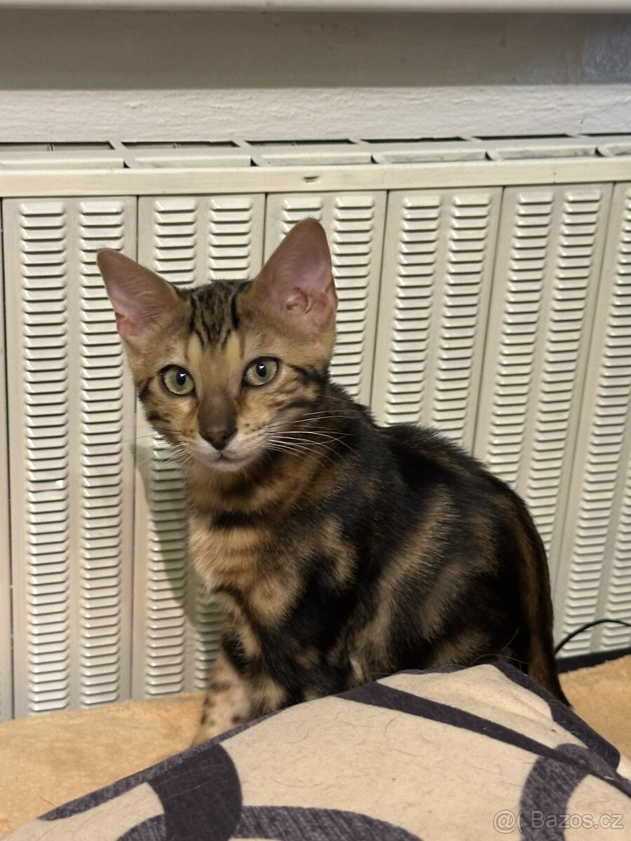 Bengálská koťátka na prodej - 3