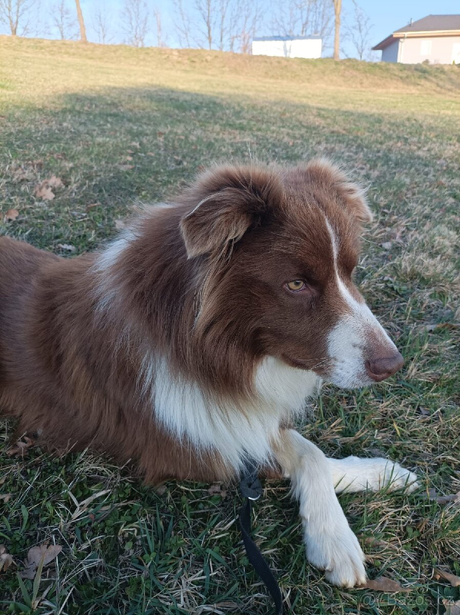 Krytí Border kolie - 3