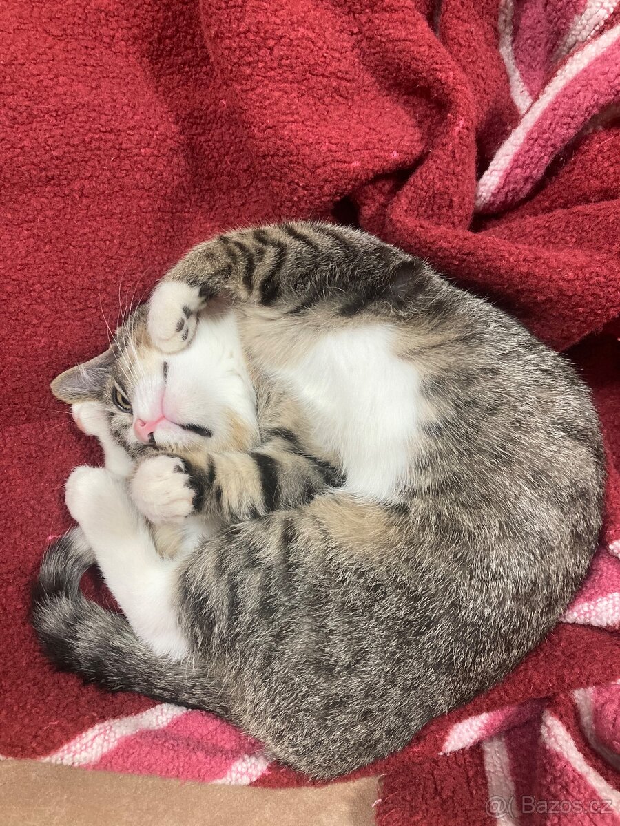 Daruji koťátko - 3