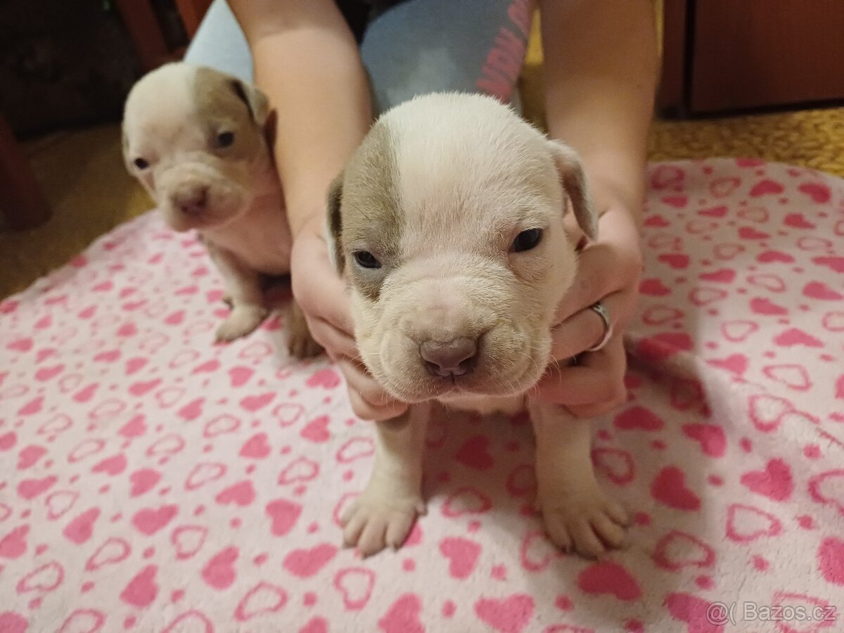 American bully xl štěňátka - 3