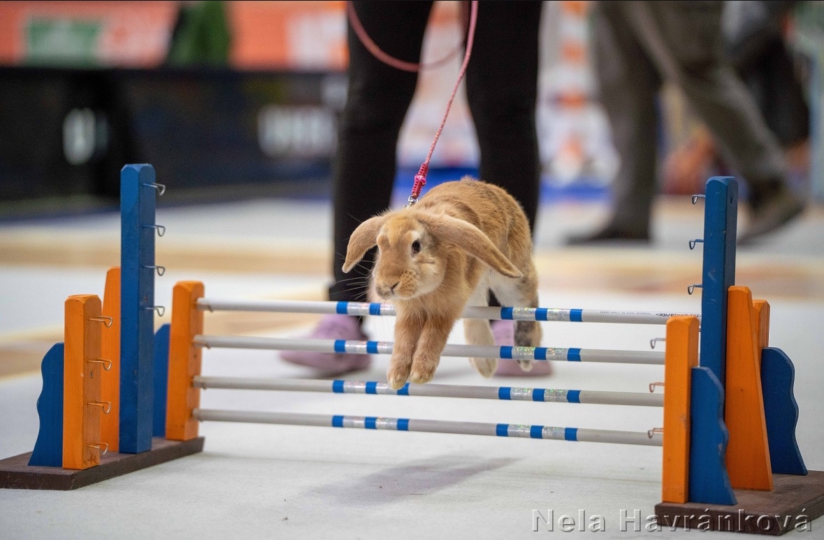 Zakrslý beránek s pp - Assassin - 3