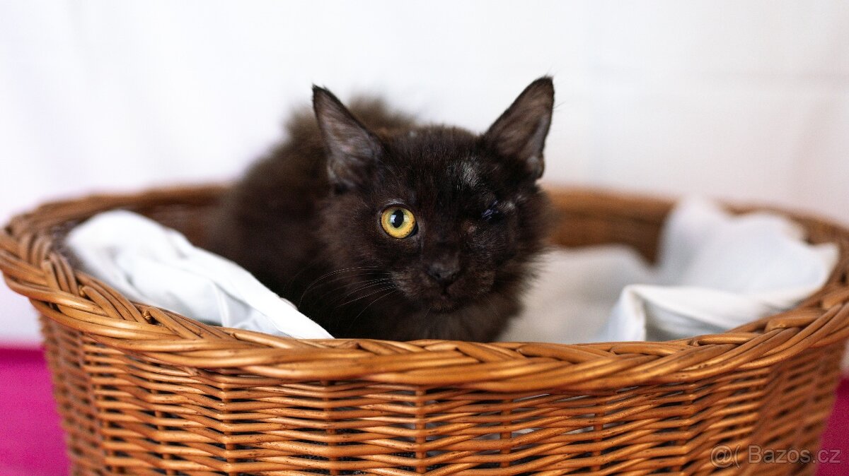 Aronek, jednooké koťátko - 3