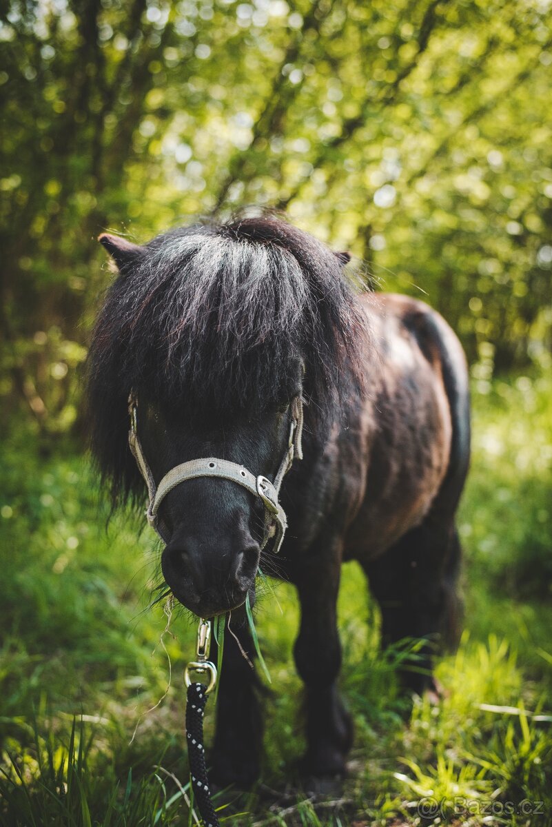 Docházka ke koním - 3