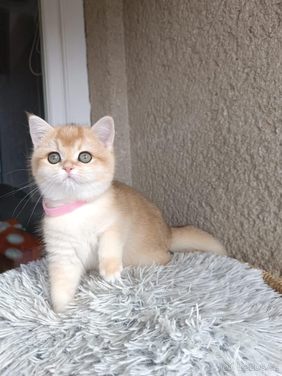 Koťátka britské kočky s PP - 3