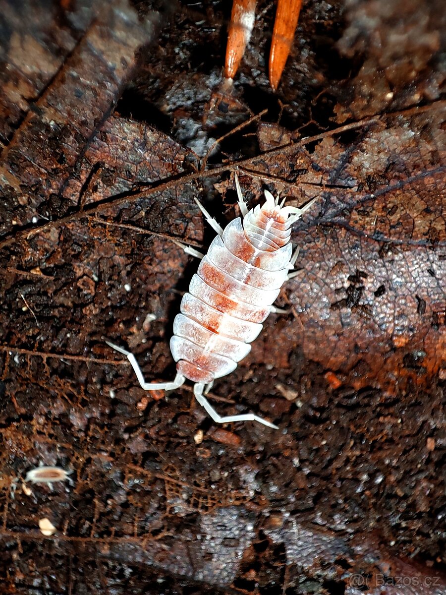 ISOPODY, CHVOSTOSKOCI, STRAŠILKY - 3