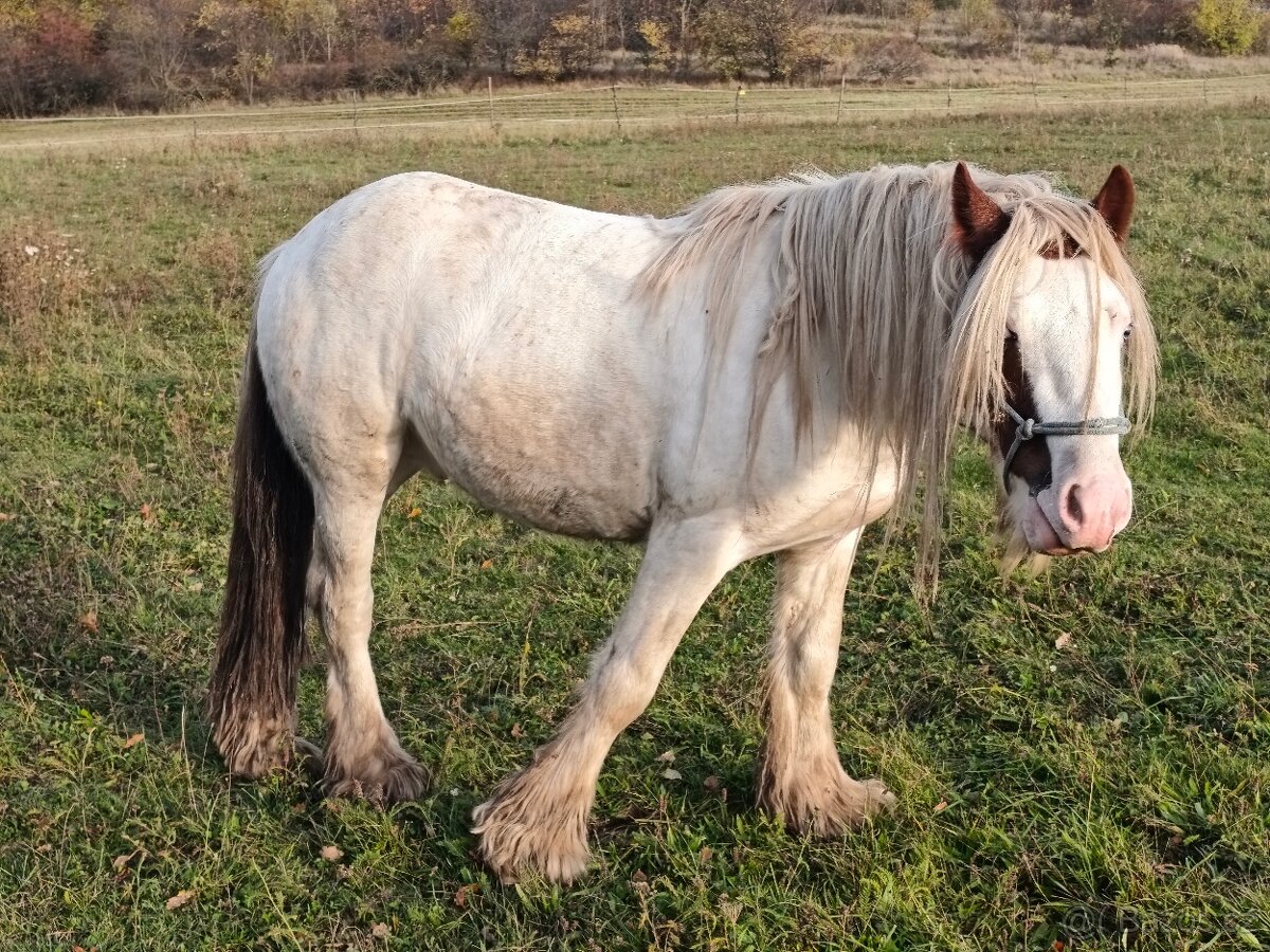 Irský Cob hřebec - 3