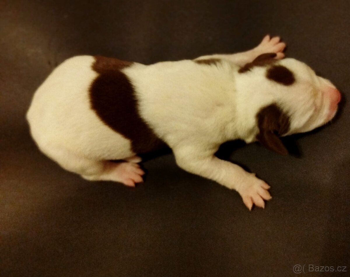 Štěňata pitbulteriéra k adopci bez PP - 3