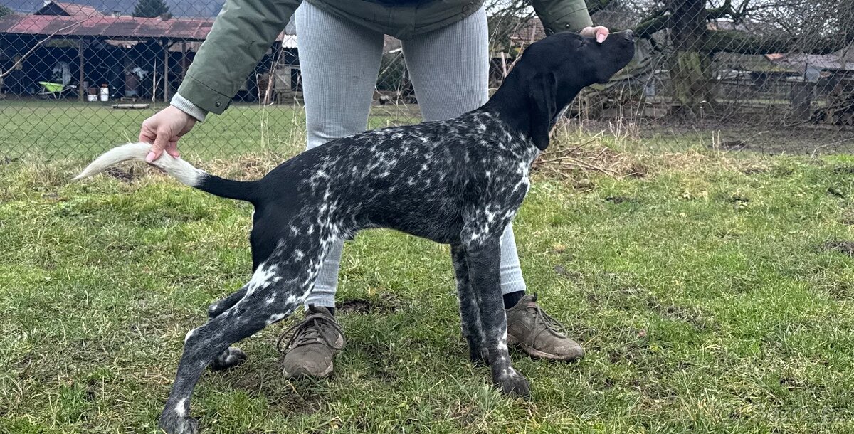 Německý ohař krátkostý - 3