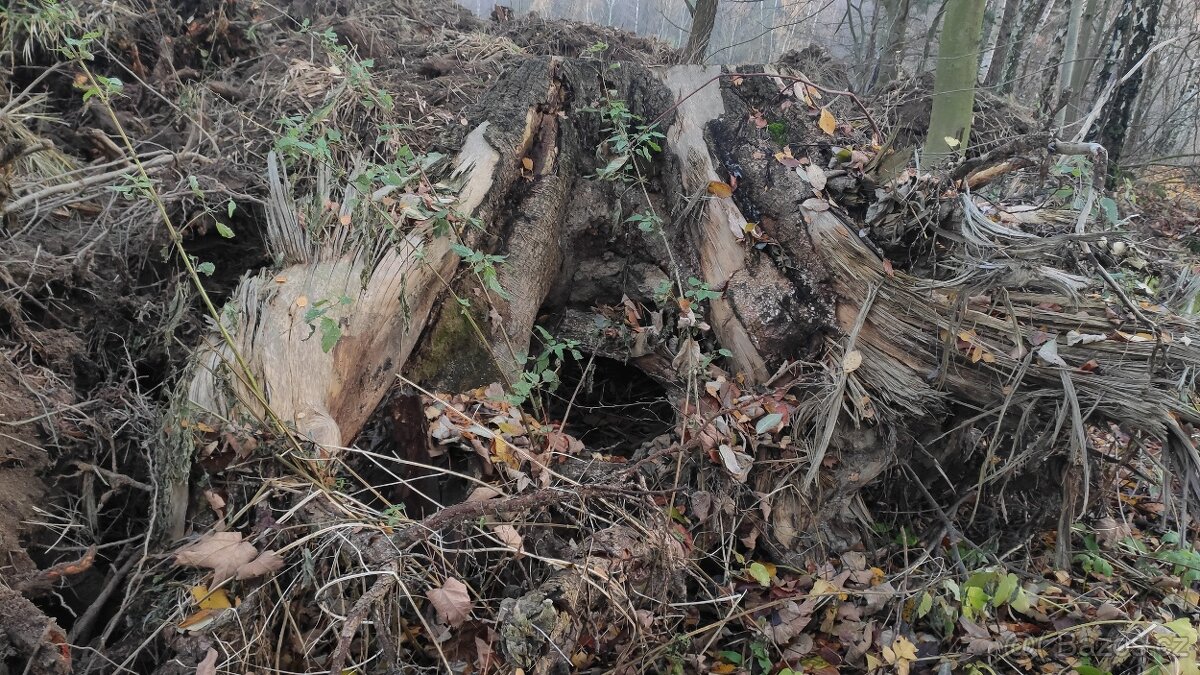 Daruji kořeny na topení - 3