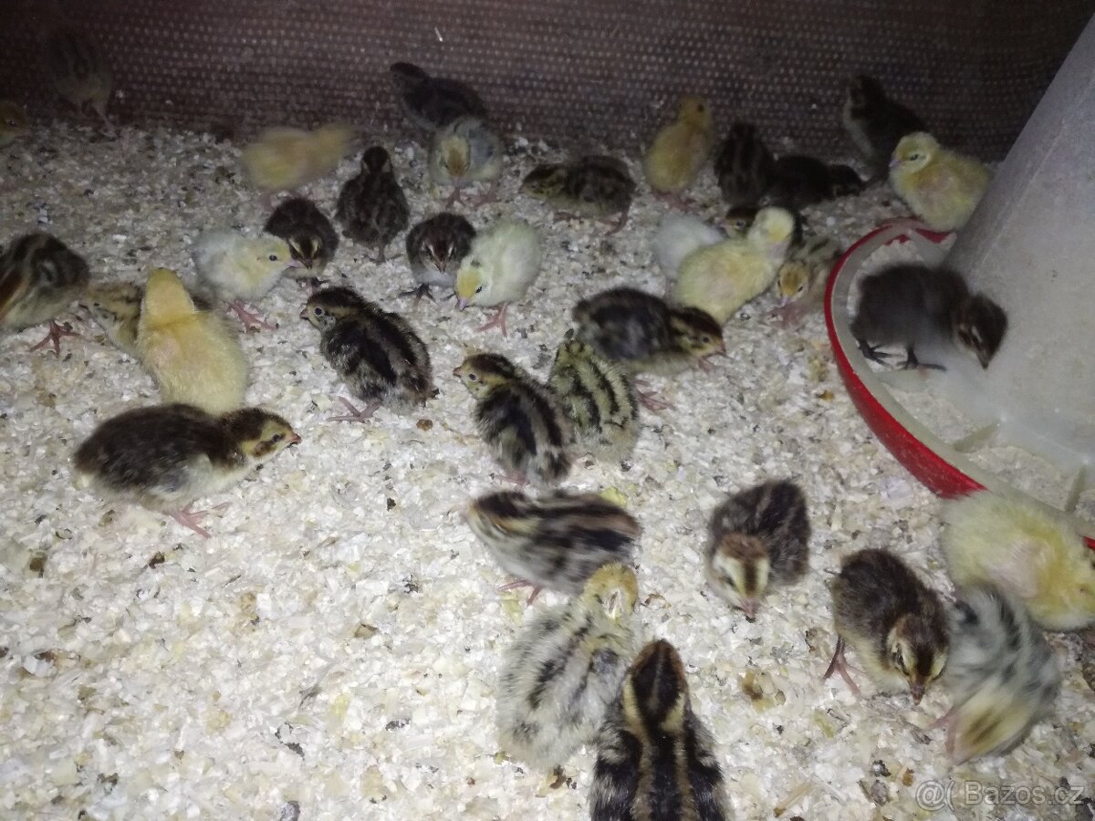 Násadová vejce křepelky - 3