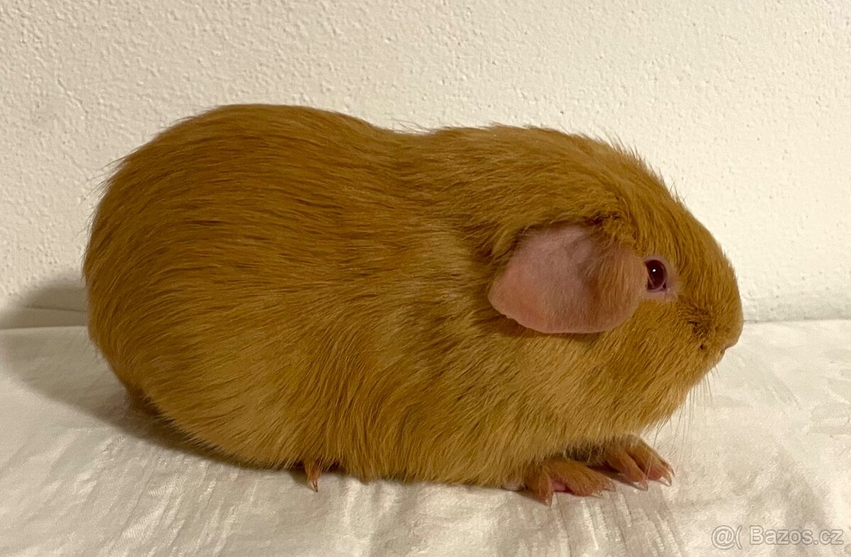 Samečci hladkých morčat s PP - 3