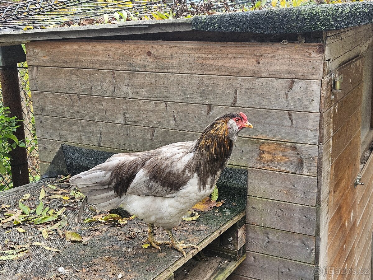 Kohout křížený Maranska a Araukana - 3