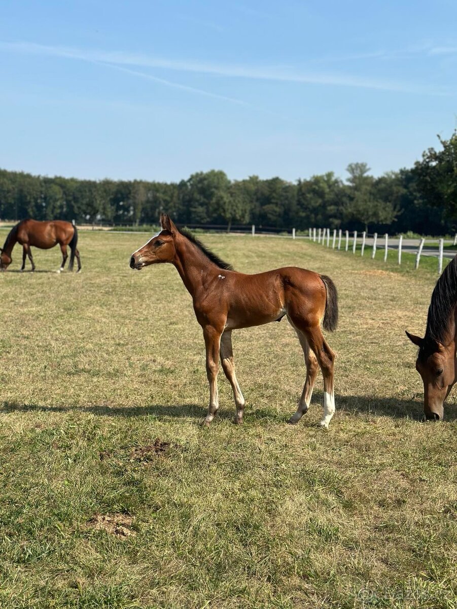 Kobylka ČT - rekreace/chov - 3