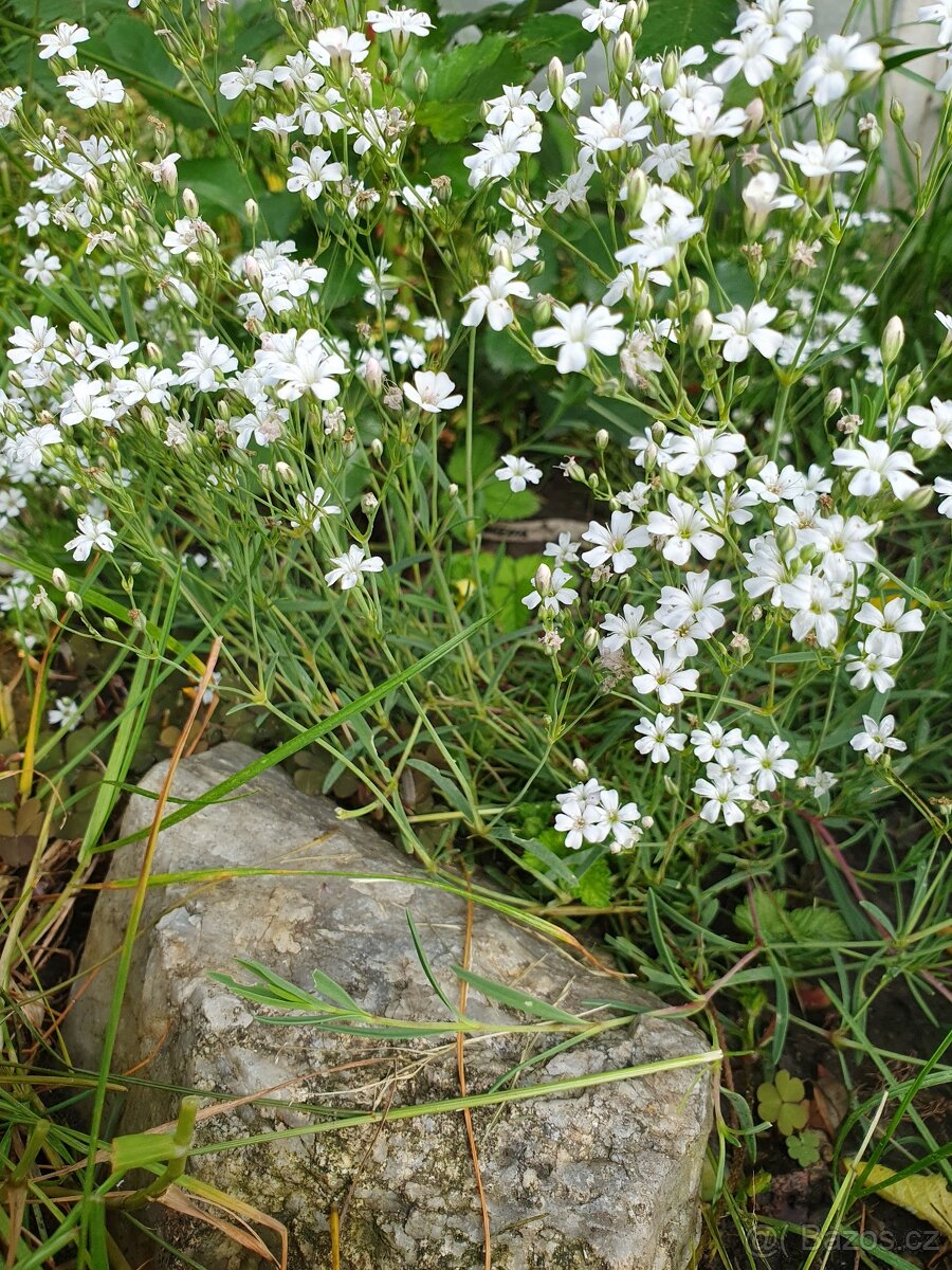 Šater plazivý, bílý - 3