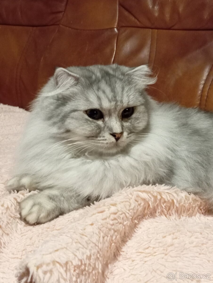 Kočička skotská klapouchá, necelý rok. - 3