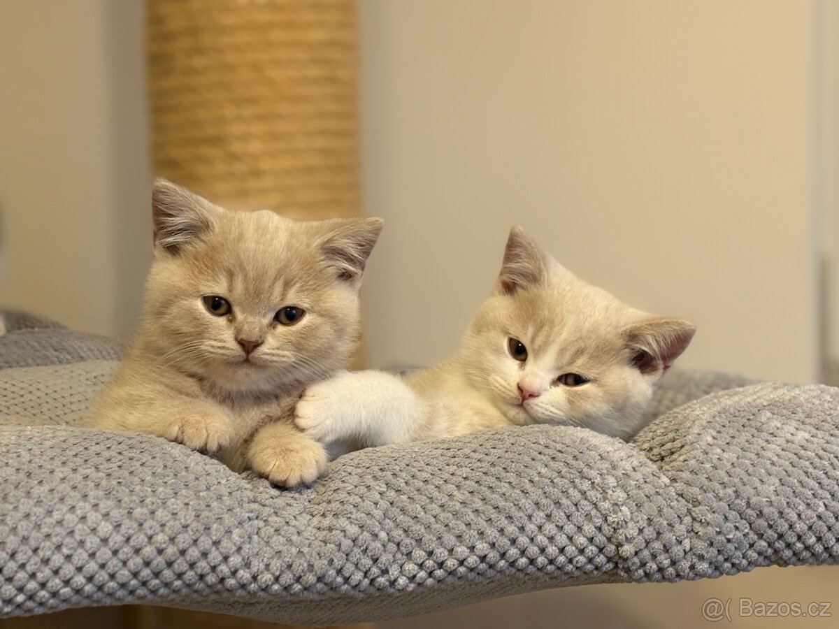 Britská koťátka s PP - 3