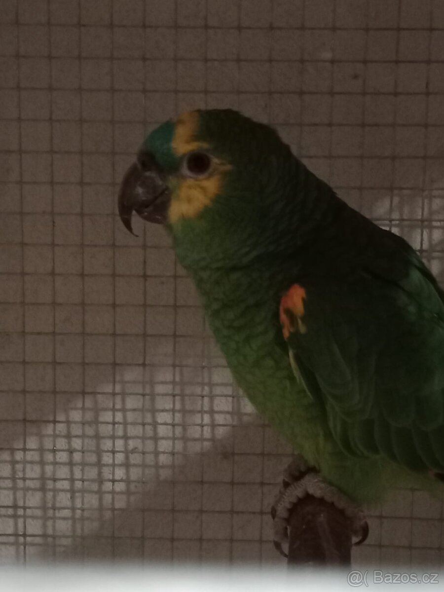 Amazoňan modročelý - 3