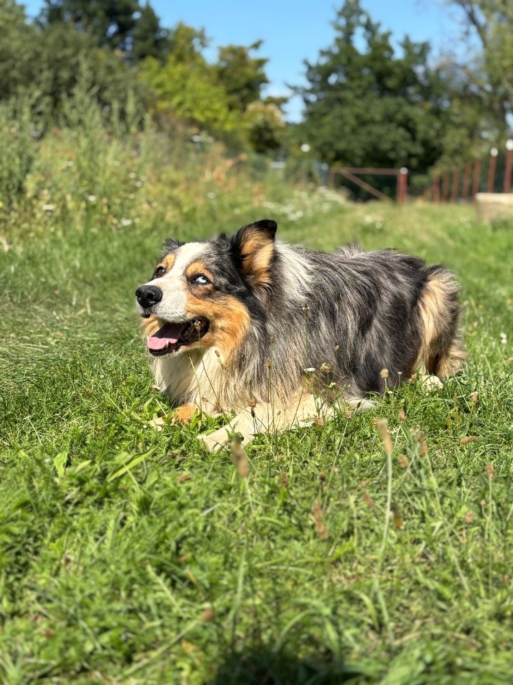 Schanime kamaradku - 3