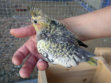 Prodám loňské mladé korely - 3