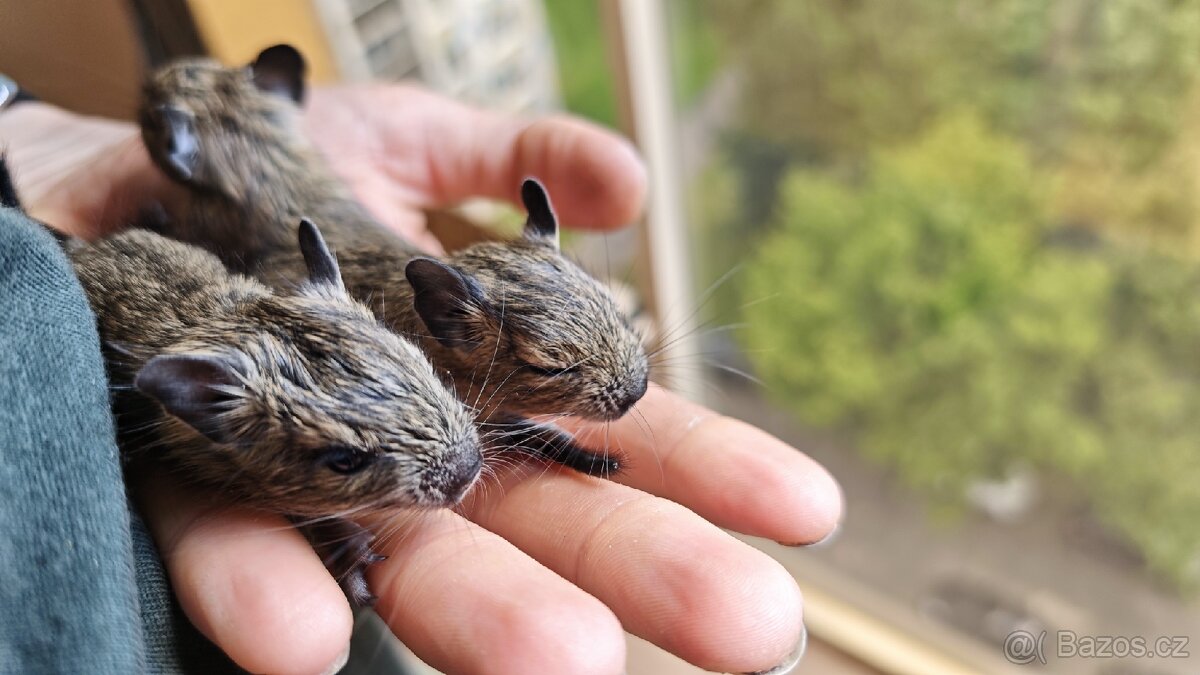 Prodám mláďata osmáků degu - 3