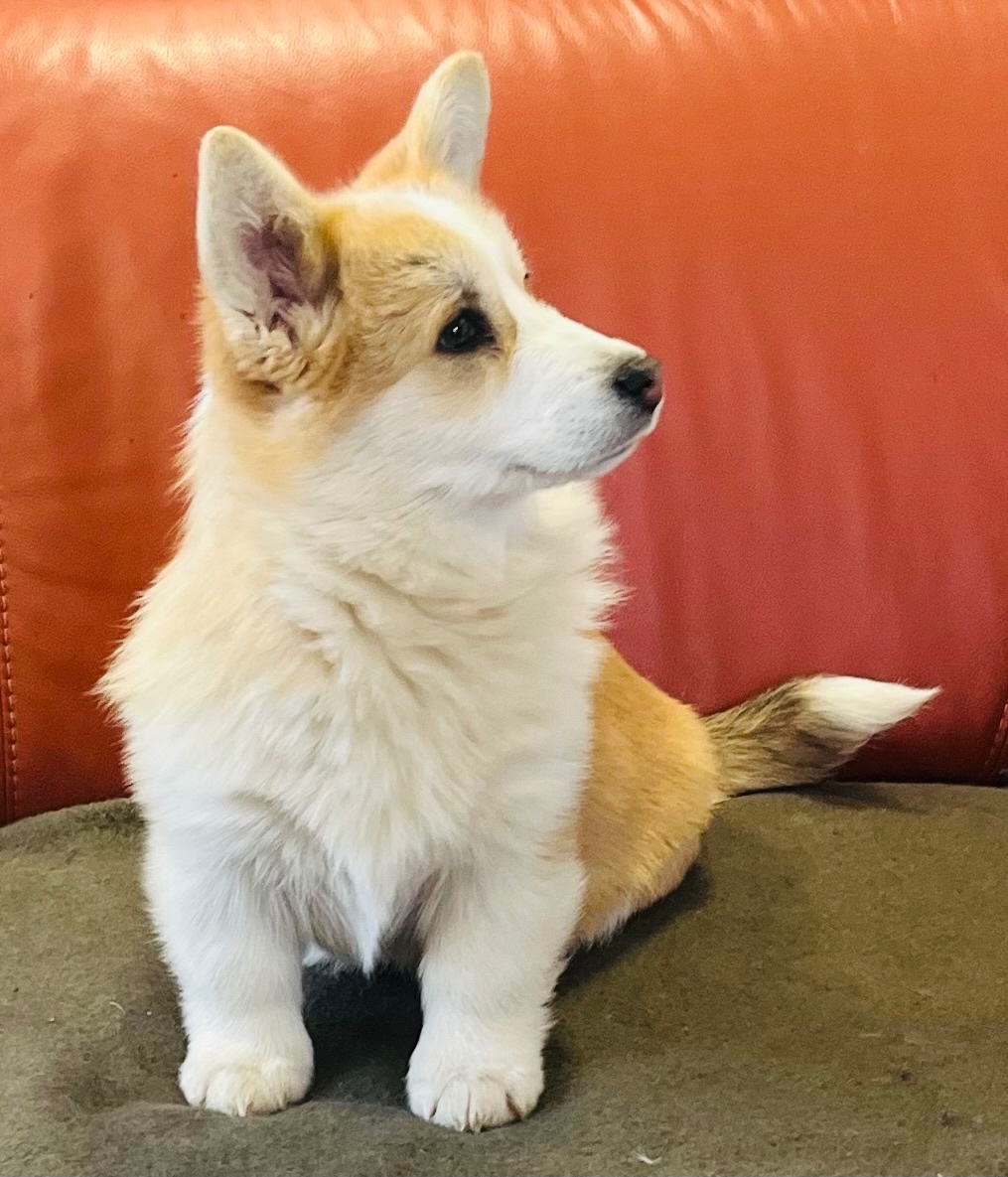 Welsh Corgi Pembroke s PP - 3