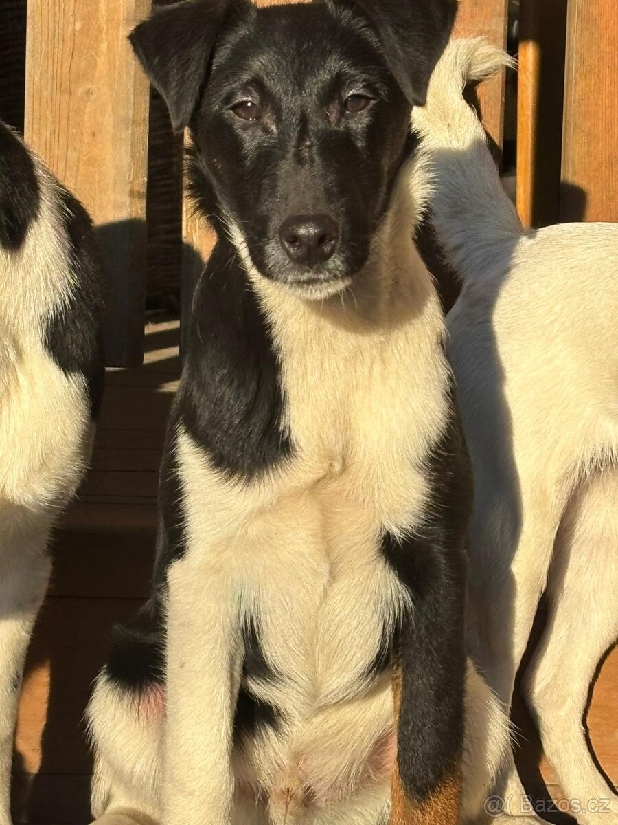 Foxteriér hladkosrstý - mimořádná nabídka - 3