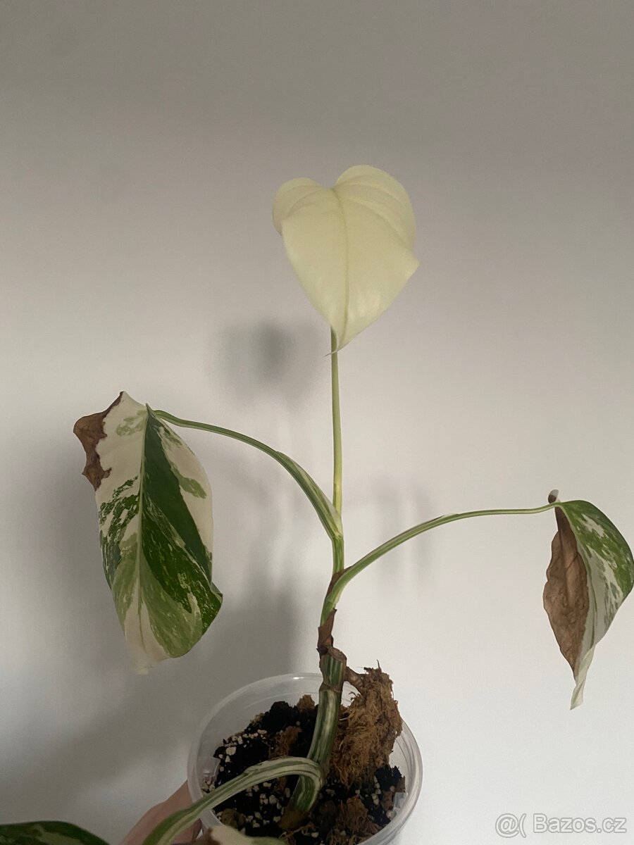 Monstera Deliciosa Albo Variegata - 3