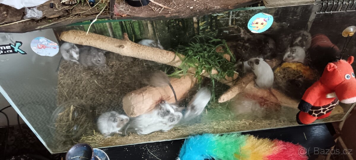 Osmáci degu - 3