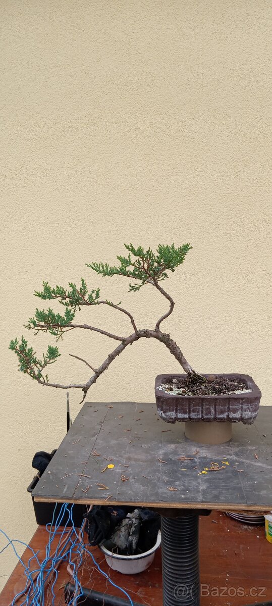 Bonsai jalovec - 3