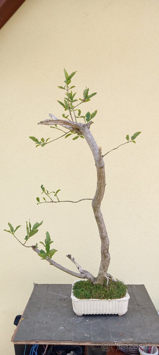 Bonsai brslen - 3