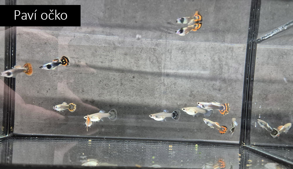 Neonky, kardinálky, gupky, pancéřníčci, ancistrusi, šneci - 3