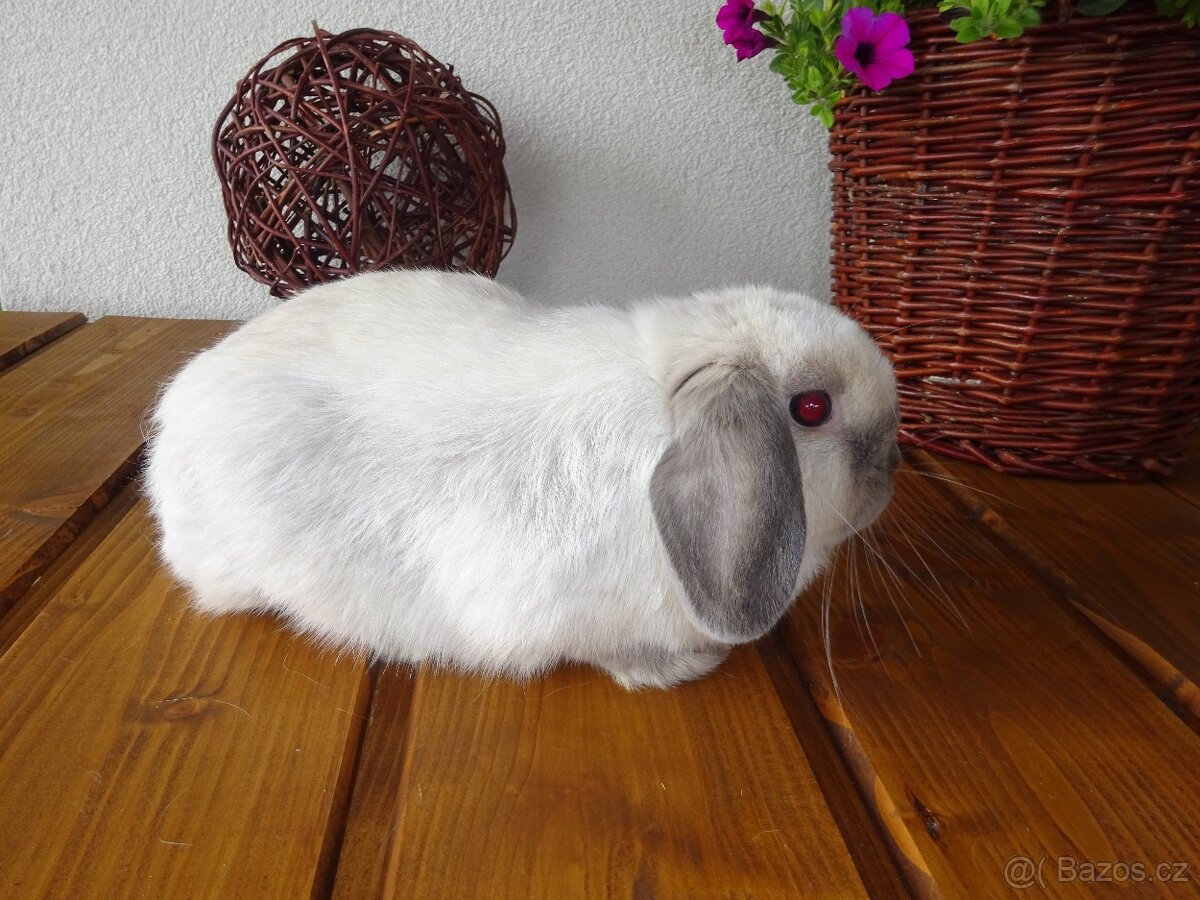 Minilop - samička - 3