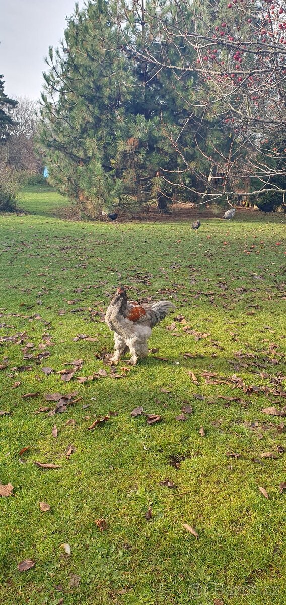 Kohout Brahmanka - 3