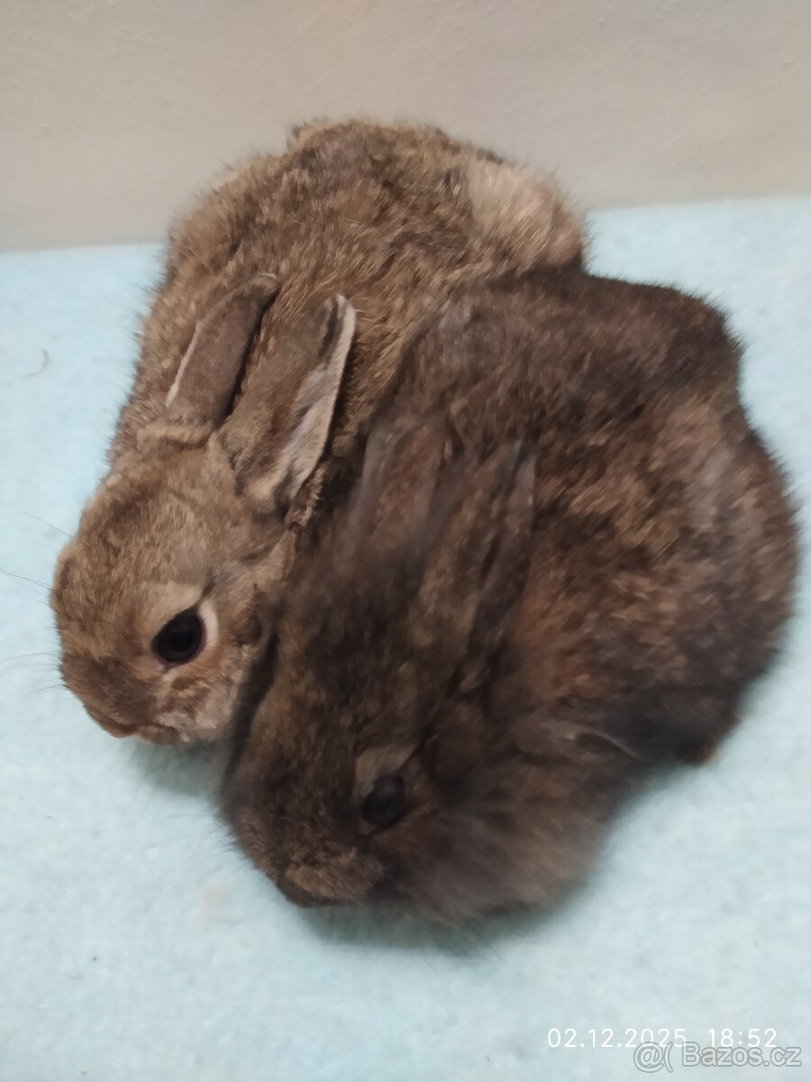 Zakrslí králíčci - 3