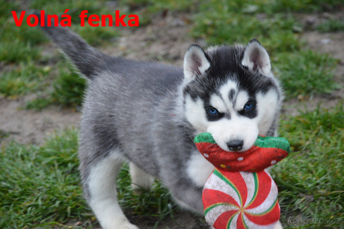 Štěňátka Sibišký husky s PP - 3