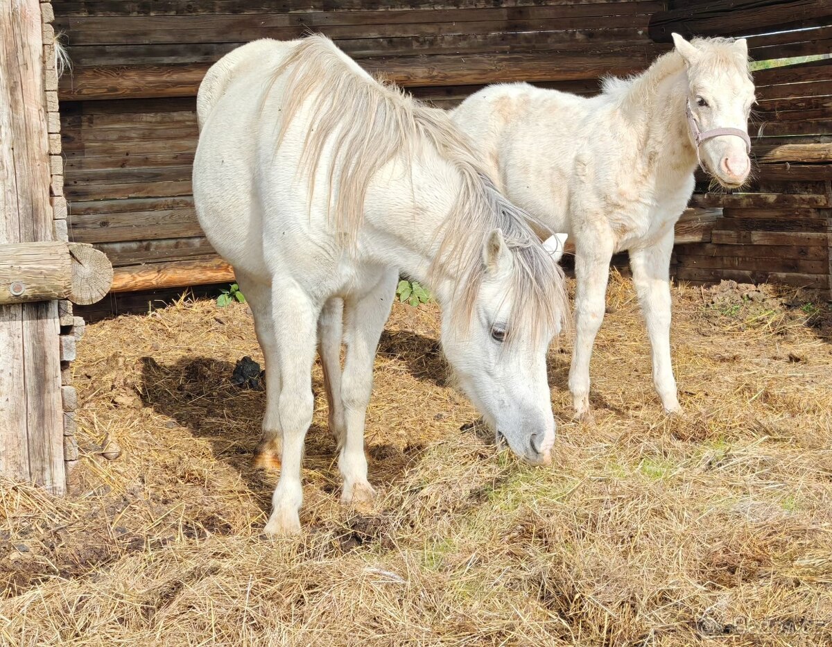 Welsh pony 120cm - 3