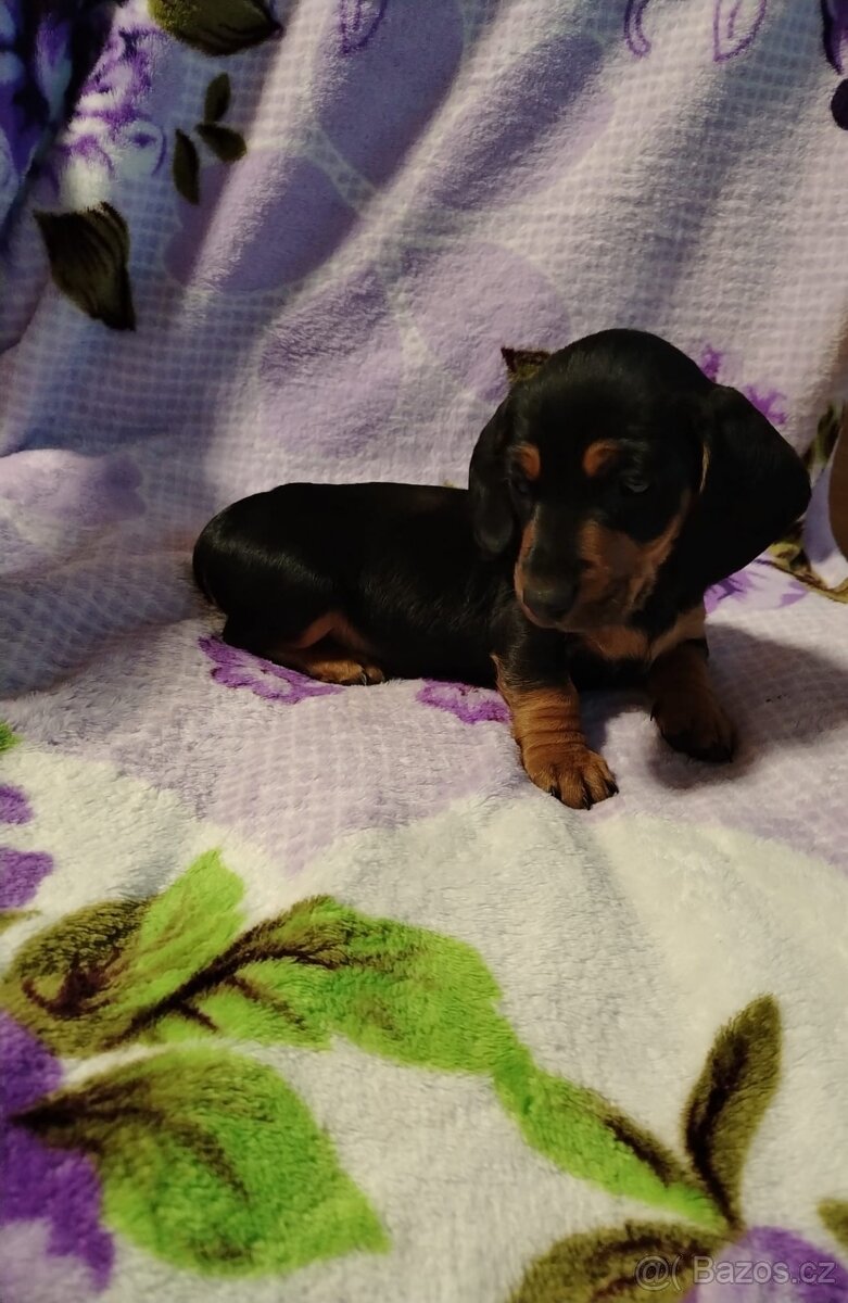 Jezevčík trpasličí hladkosrsty - 3