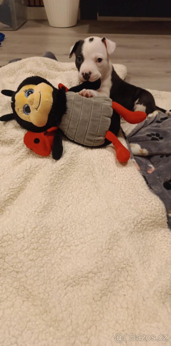 Stafodširský teriér šteně - 3