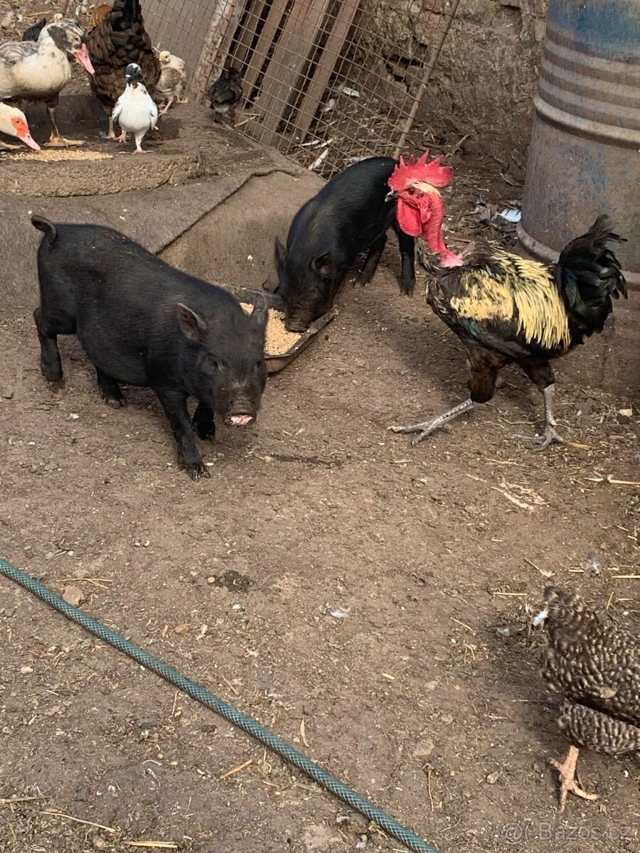 Vietnamská selata - 3