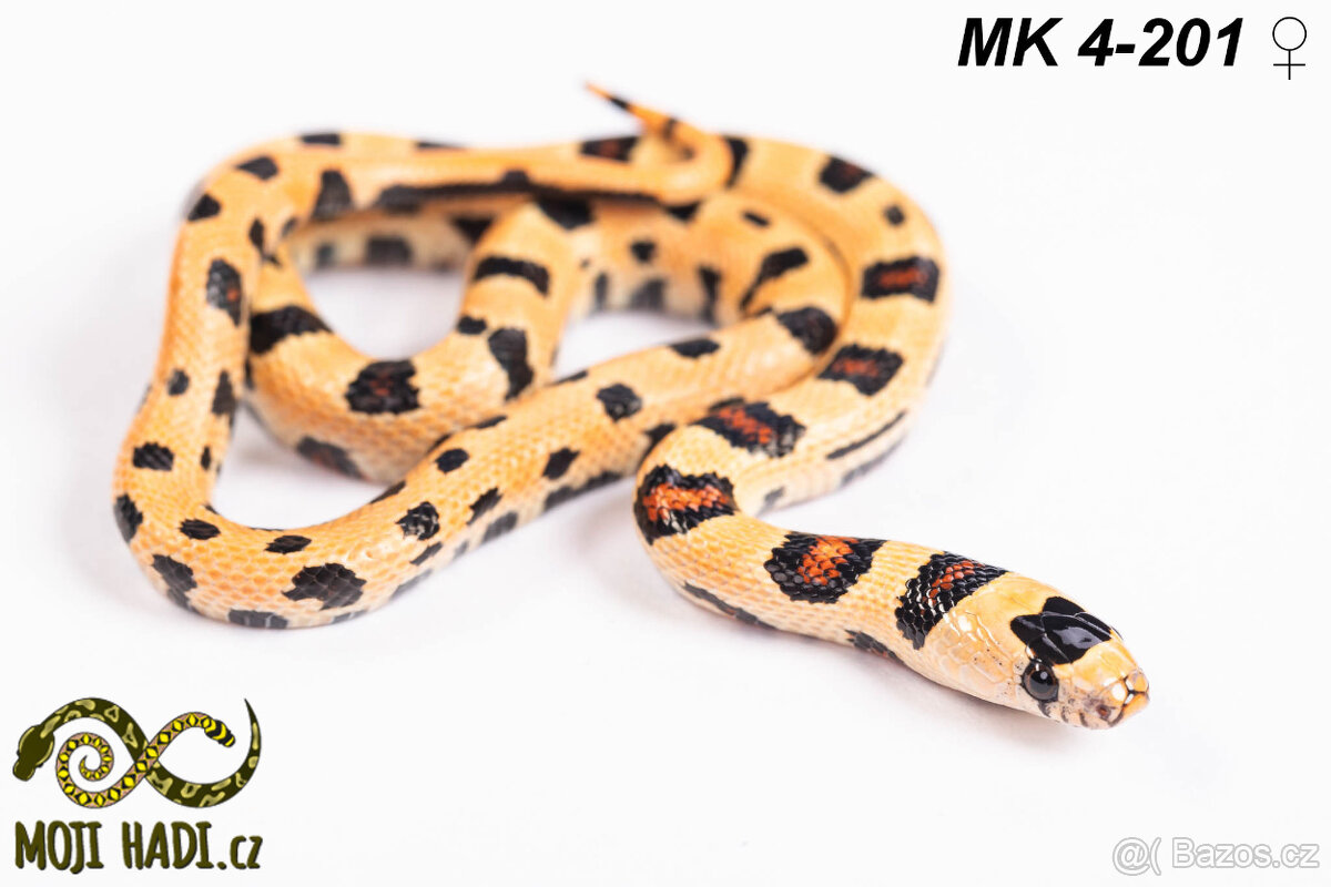 Lampropeltis MAGMAKING - 3