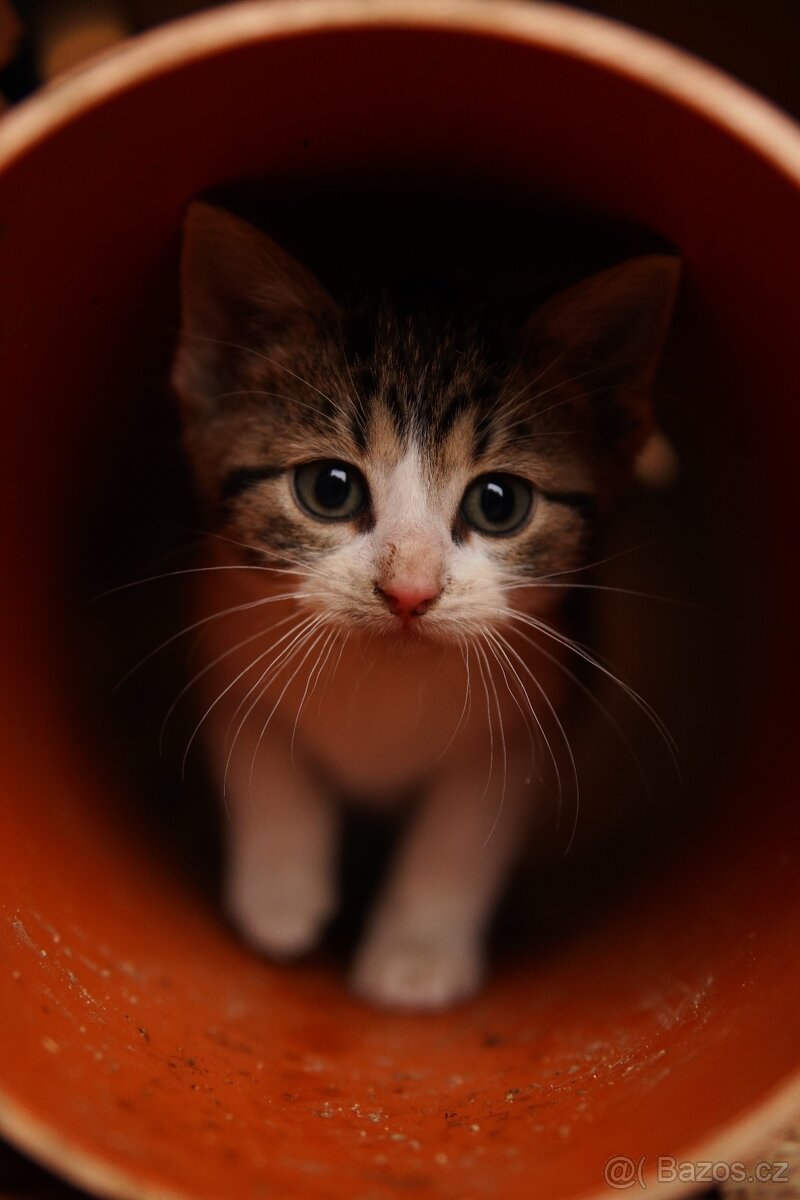 Daruji kocourka - 3