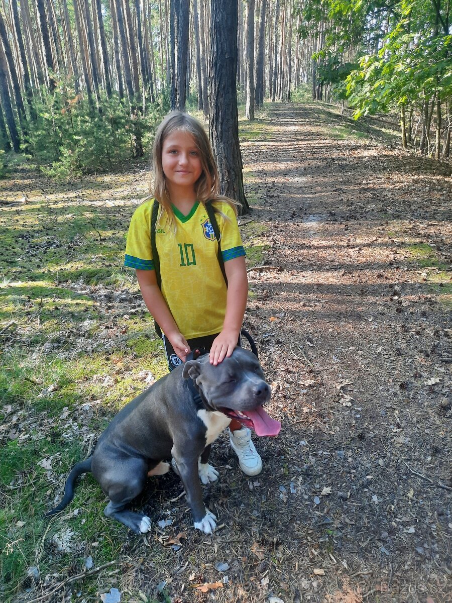 American Bully XL-krytí - 3