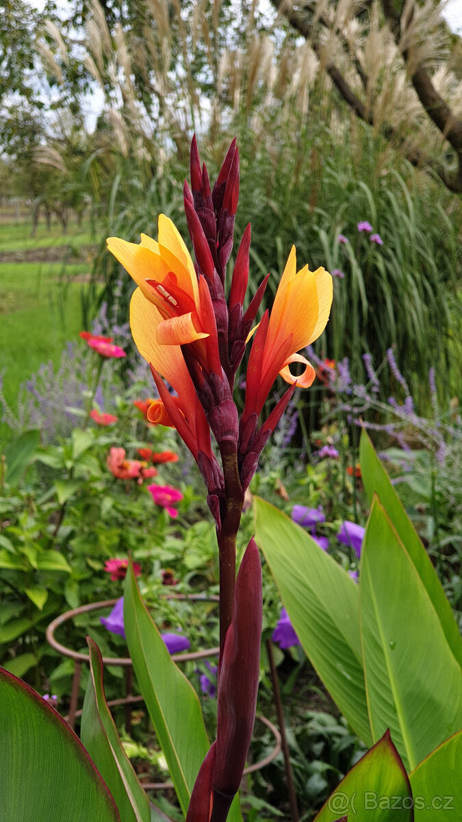 Hlízy kany (dosna, Canna) - 3