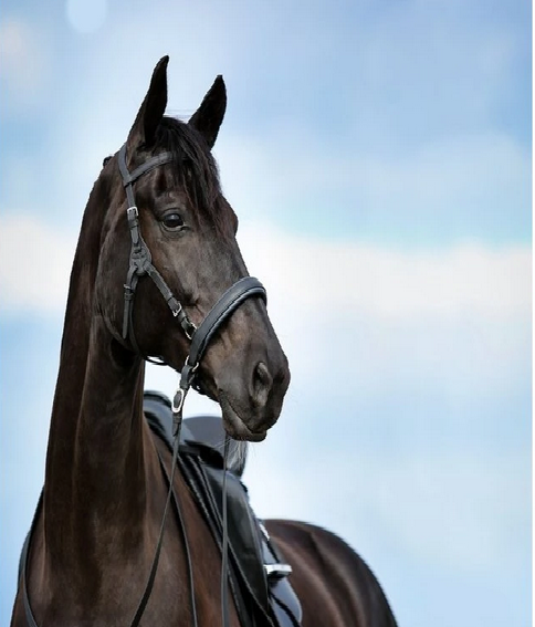 Uzdečka Barefoot “Contour Physio“ multifunkční + nánosník - 3