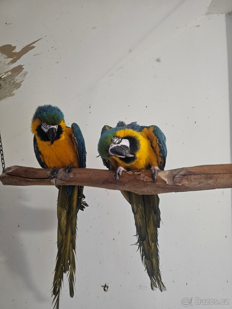 prodej ara ararauna chovný pár - 3